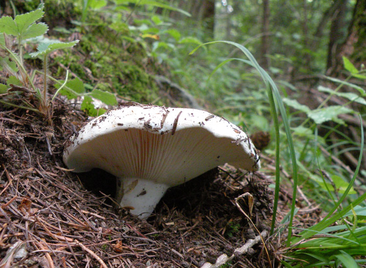 Russula delica?